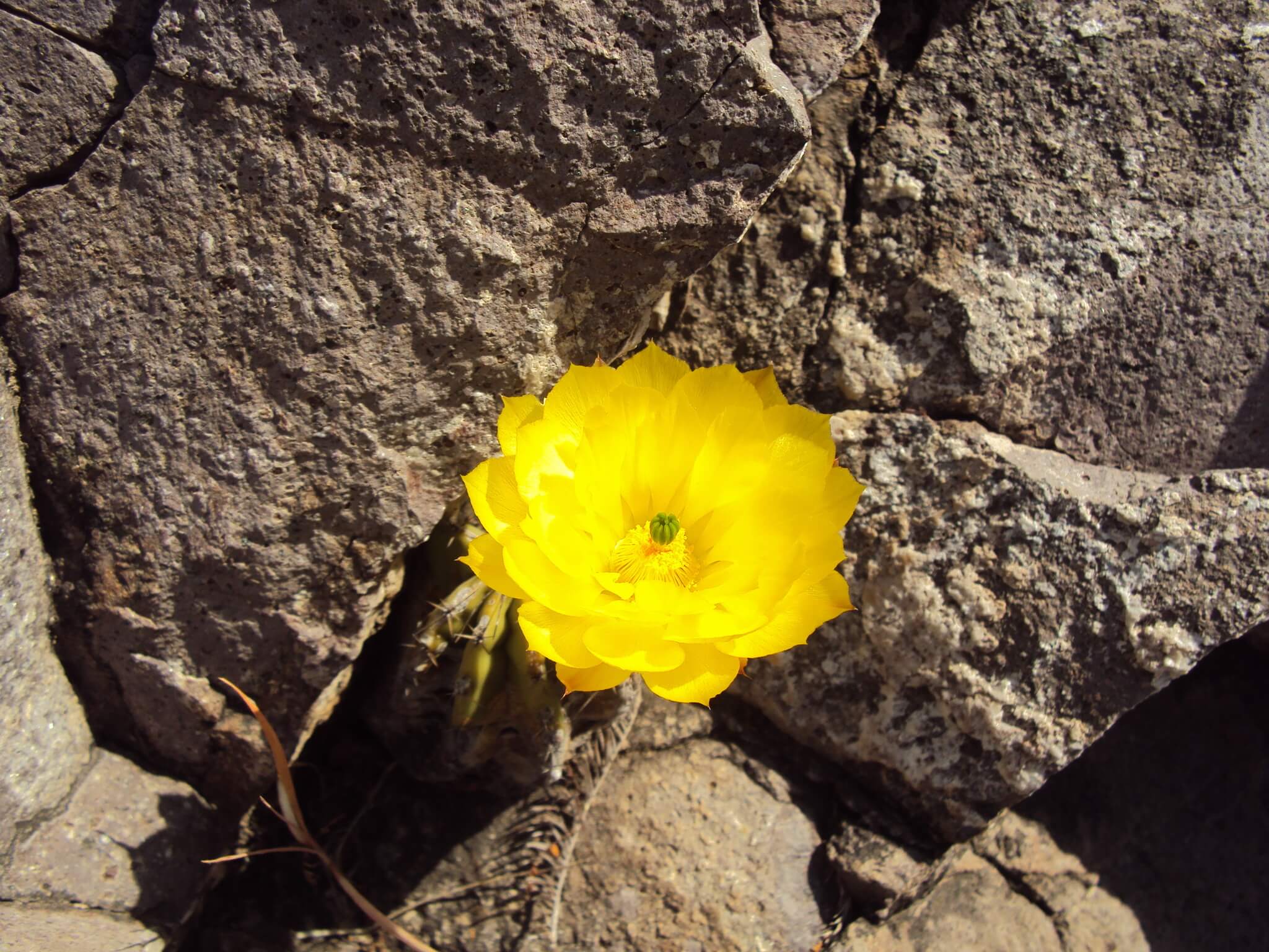 Echinocereus subinermis 